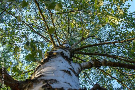 Szczegółowy widok świecącej brzozy Springos