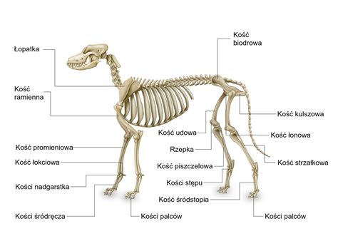Schemat budowy szkieletu psa