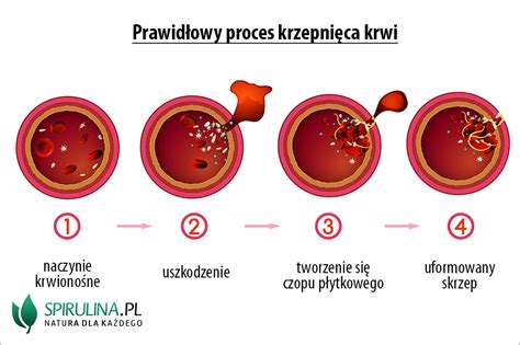 Schemat działania heparyny na krzepnięcie krwi