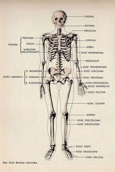 Schemat układu kostno-stawowego