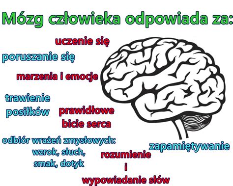 Schematyczne przedstawienie mózgu z zaznaczonymi obszarami odpowiedzialnymi za koncentrację i pamięć.