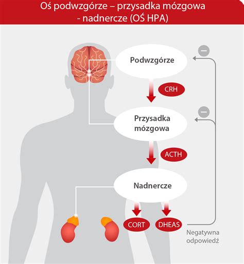 Grafika przedstawiająca oś HPA i jej wpływ na organizm.