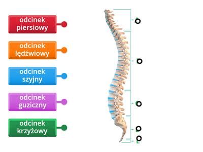 Ilustracja przedstawiająca podział treningu na odcinki