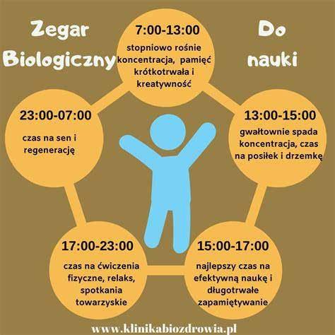 Schemat zegara biologicznego człowieka