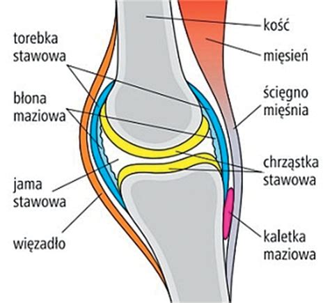 Schemat stawu kolanowego z zaznaczonymi elementami anatomicznymi