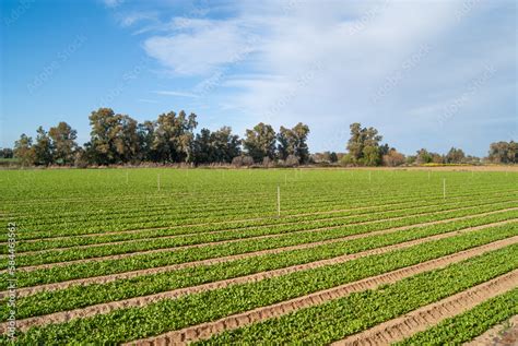 Zdjęcie pól uprawnych warzyw na Żuławach