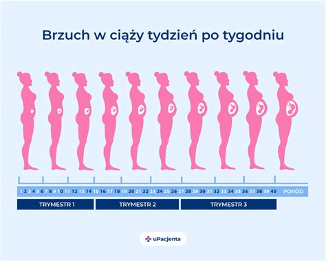 Kalendarz z zaznaczonymi terminami ciąży i porodu