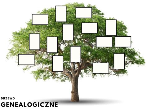 Drzewo genealogiczne z zaznaczonymi etapami urlopu wychowawczego