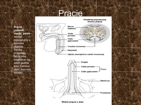 Anatomia penisa z zaznaczonymi żołędzią i napletkiem
