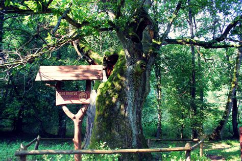 Dąb Bartuś w Borach Tucholskich