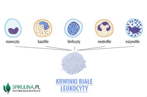 Różne rodzaje białych prostokątnych chlebaków