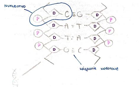 Schemat DNA