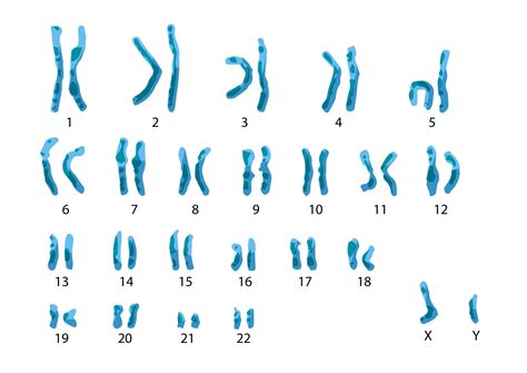 Pary chromosomów