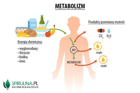Schemat metabolizmu leków w wątrobie